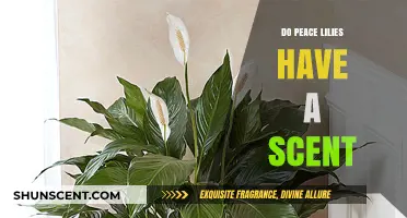 Do Peace Lilies Have a Scent? Unveiling Their Aromatic Mystery