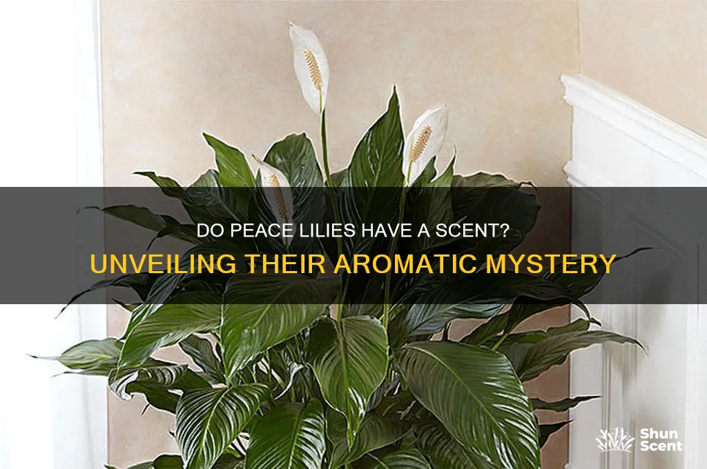 do peace lilies have a scent