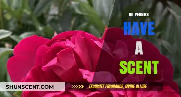 Do Peonies Have a Scent? Unveiling Their Fragrant Secrets