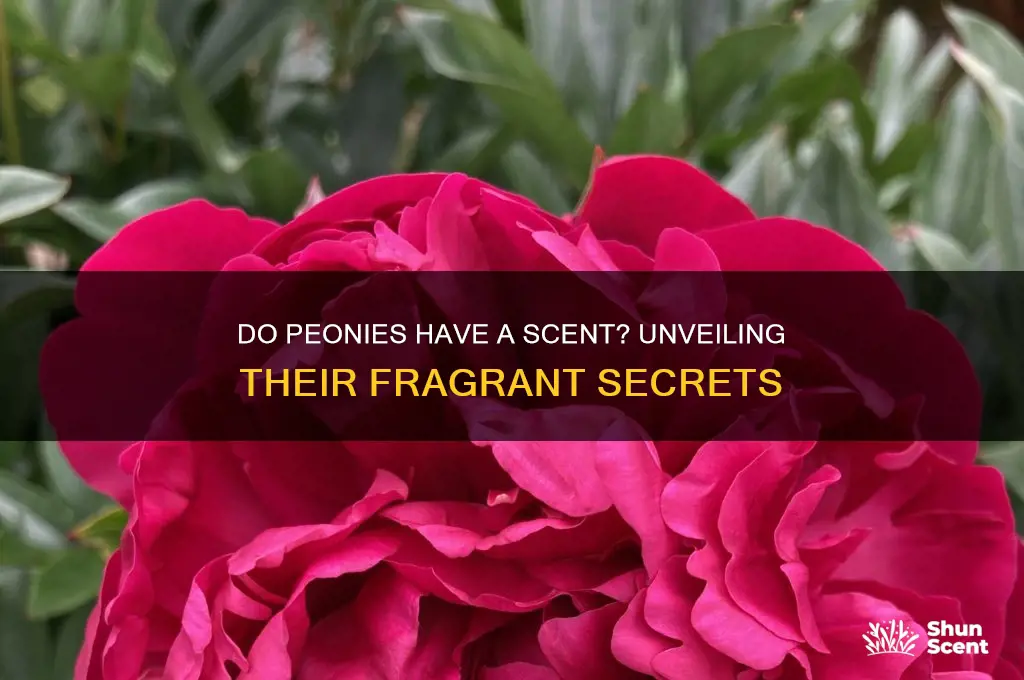 do peonies have a scent