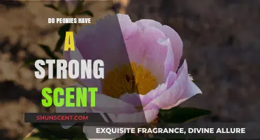 Do Peonies Have a Strong Scent? Unveiling Their Fragrant Secrets