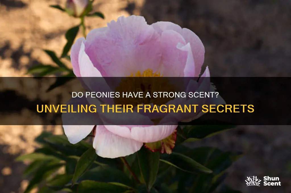 do peonies have a strong scent