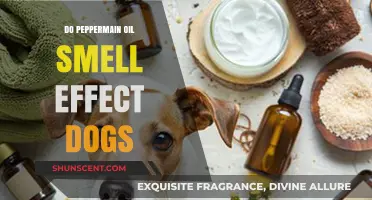 Peppermint Oil's Aromatic Impact on Canine Companions