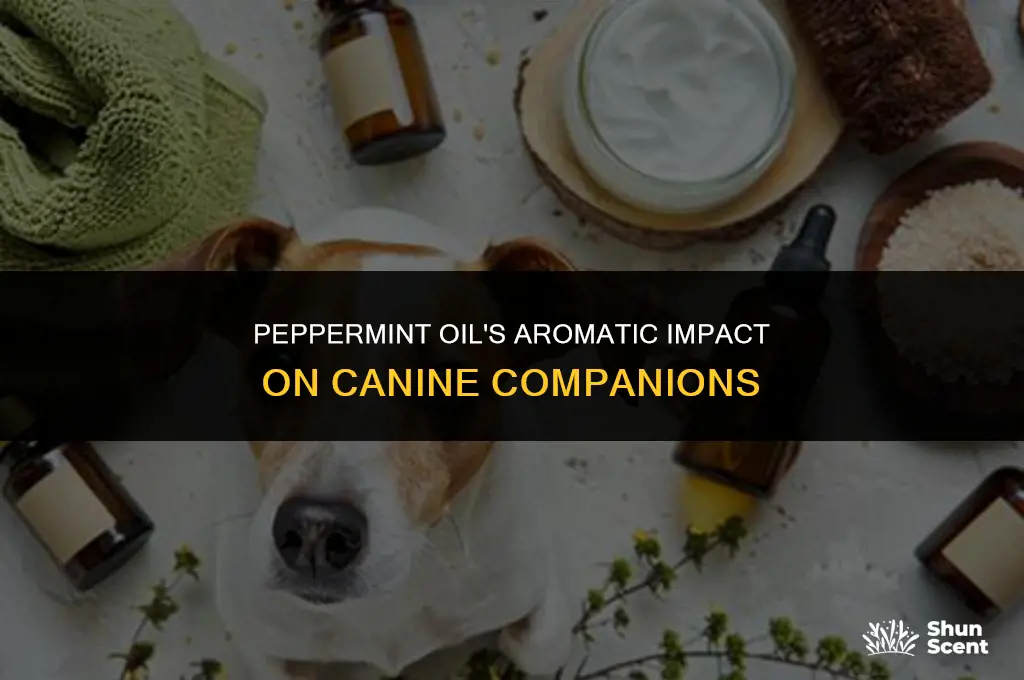 do peppermain oil smell effect dogs