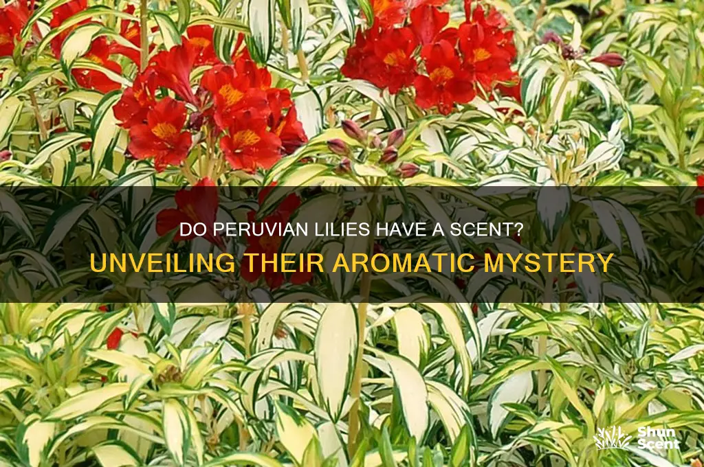 do peruvian lilies have a scent