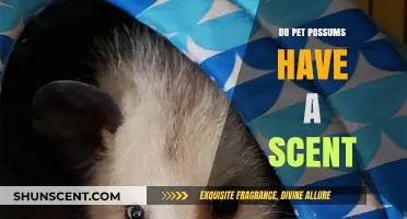 Do Pet Possums Have a Scent? Uncovering Their Unique Odor Profile