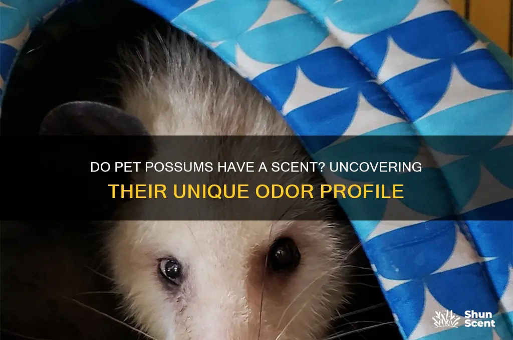do pet possums have a scent