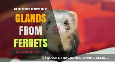 Do Pet Stores Remove Ferrets' Scent Glands? Facts and Myths