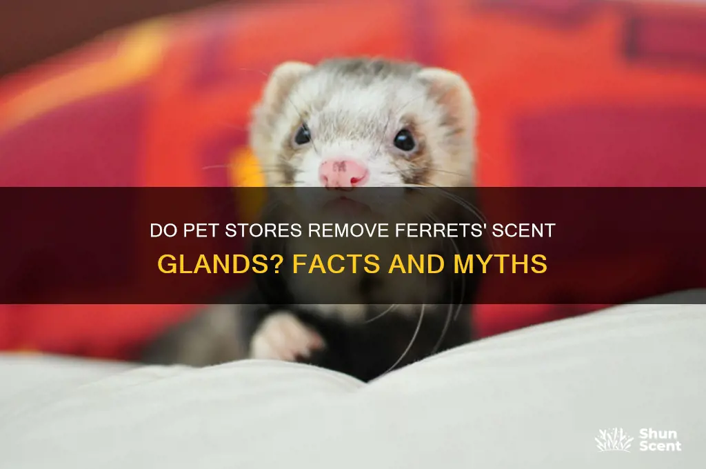 do pet stores remove scent glands from ferrets