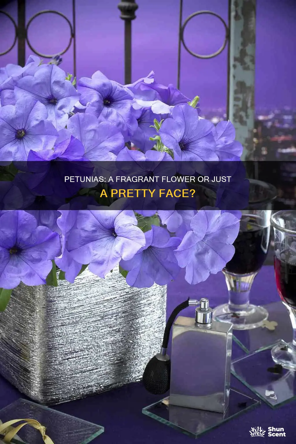 do petunias have a fragrance