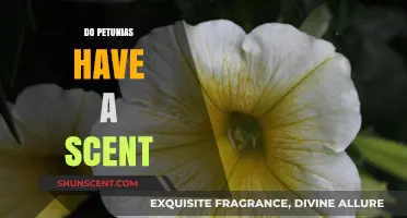 Do Petunias Smell? Unveiling the Scent Mystery of These Flowers