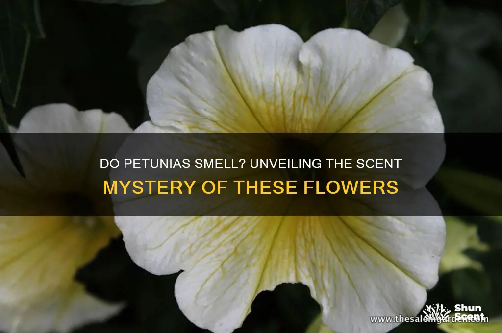 do petunias have a scent