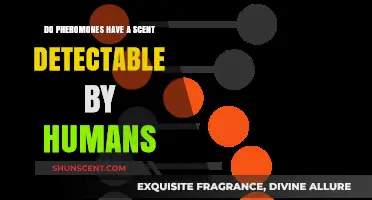 Can Humans Detect Pheromone Scents? Unraveling the Olfactory Mystery