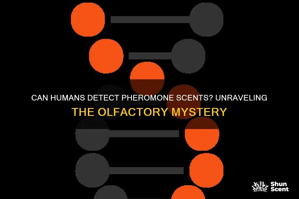do pheromones have a scent detectable by humans