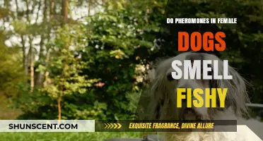 Unraveling the Myth: Do Female Dogs' Pheromones Really Smell Fishy?