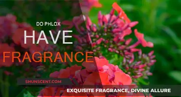 The Sweet Fragrance of Phlox: Do They All Smell Good?