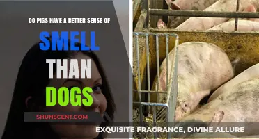 Sniffing Out the Truth: Pigs vs. Dogs in the Scent Department