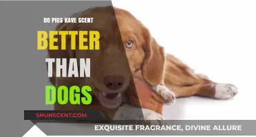 Pigs vs. Dogs: Uncovering the Superior Scent Detection Abilities
