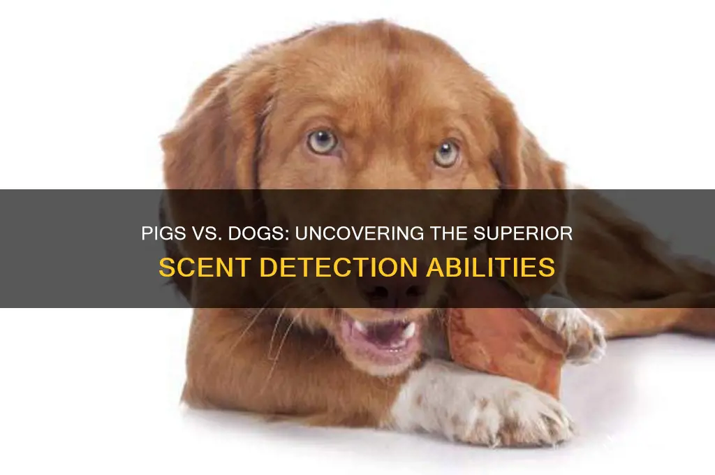 do pigs have scent better than dogs