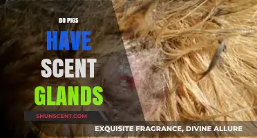 Do Pigs Have Scent Glands? Uncovering the Truth About Swine
