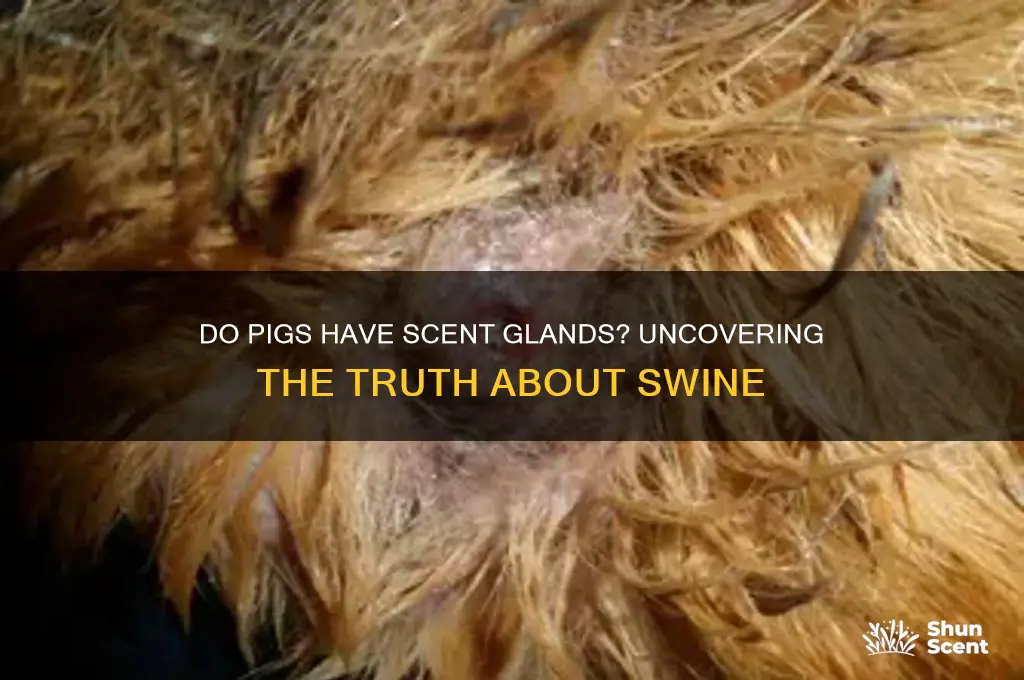 do pigs have scent glands