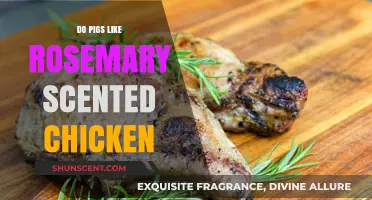 Do Pigs Enjoy Rosemary-Scented Chicken? Exploring Their Taste Preferences