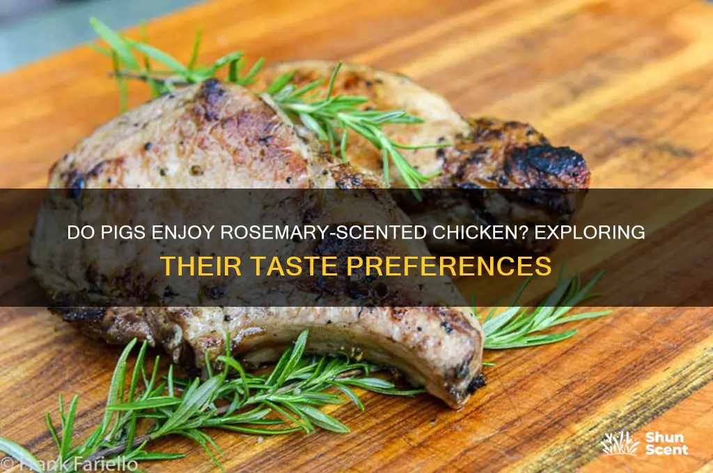 do pigs like rosemary scented chicken