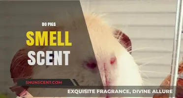 Can Pigs Detect Scents? Uncovering Their Surprising Olfactory Abilities