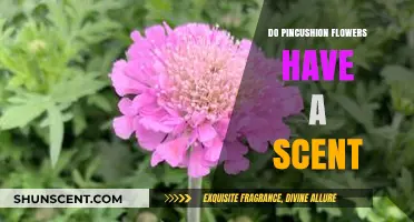 Do Pincushion Flowers Have a Scent? Unveiling Their Aromatic Secrets
