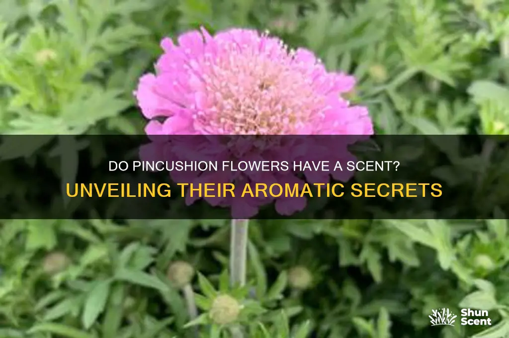 do pincushion flowers have a scent