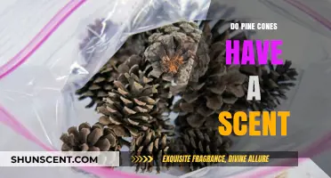 Unveiling the Aromatic Mystery: Do Pine Cones Have a Scent?