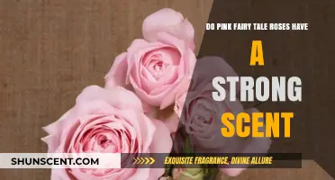 Do Pink Fairy Tale Roses Have a Strong Scent?
