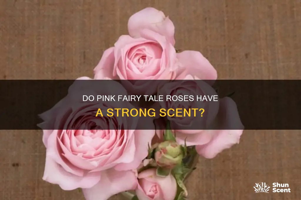 do pink fairy tale roses have a strong scent