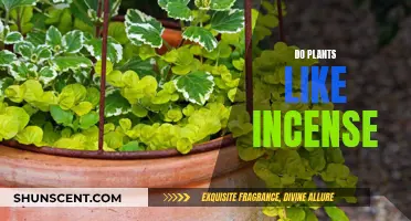 Incense and Plants: A Fragrant Friendship?