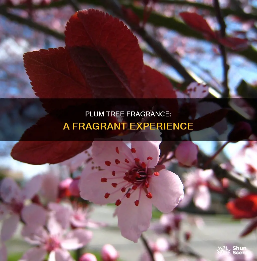 do plum trees have a fragrance