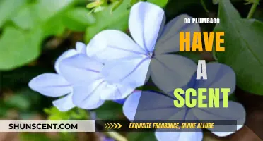 Do Plumbago Flowers Have a Scent? Unveiling the Truth