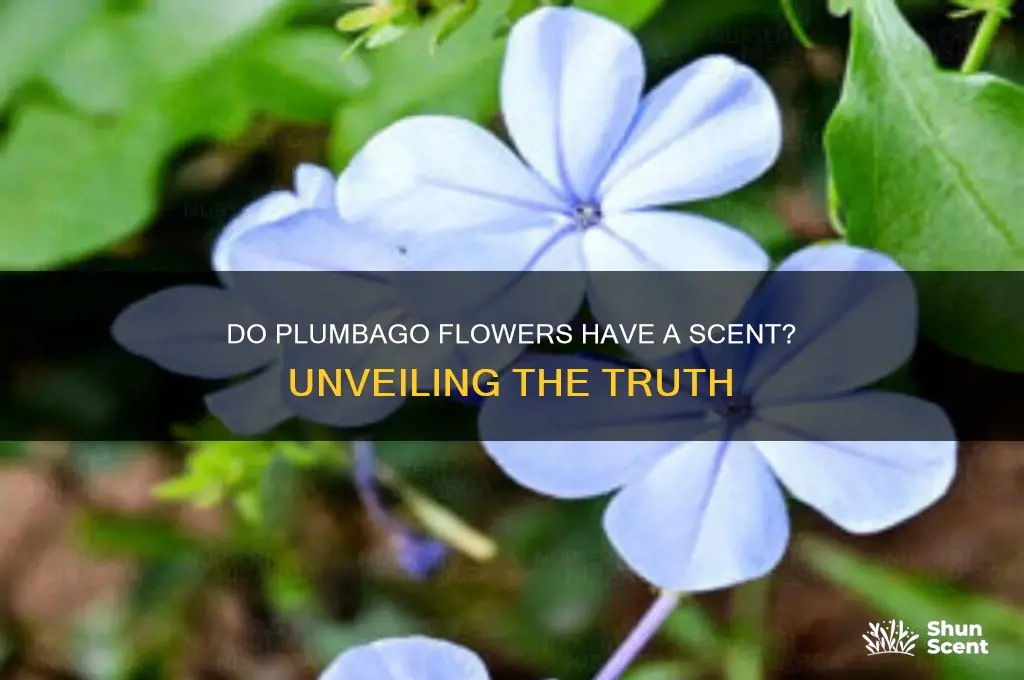 do plumbago have a scent