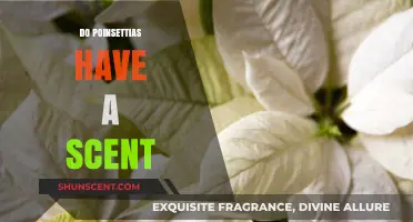 Do Poinsettias Have a Scent? Unveiling the Holiday Plant's Aromatic Mystery