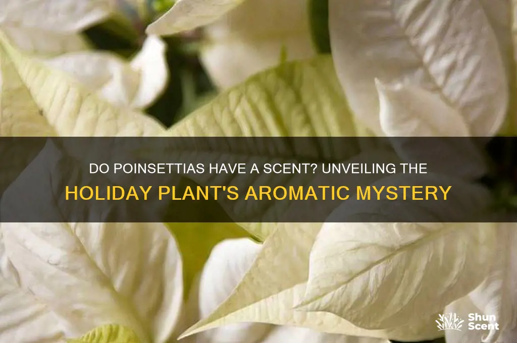 do poinsettias have a scent