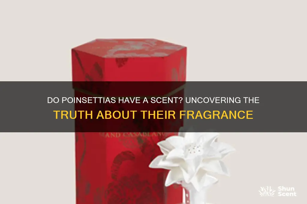 do pointsetta have a scent