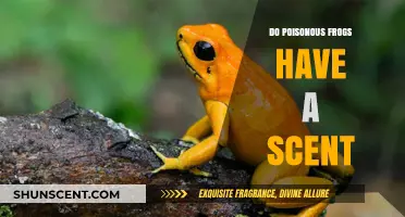 Unveiling the Scent Mystery: Do Poisonous Frogs Emit Odors?
