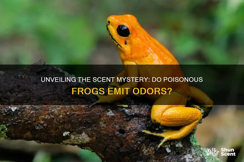 do poisonous frogs have a scent