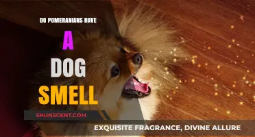 Pomeranian Pooches: Do They Carry That Signature Doggy Scent?