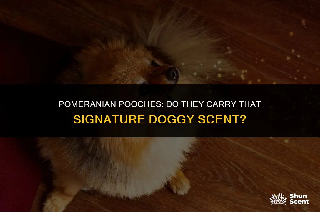 do pomeranians have a dog smell