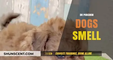Do Poochon Dogs Smell? Unveiling the Truth About Their Odor