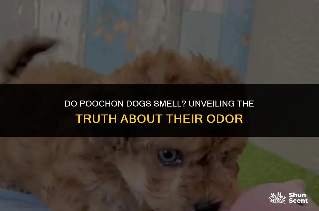 do poochon dogs smell