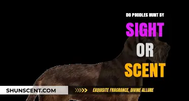 Poodle Hunting Instincts: Sight or Scent Dominates Their Tracking Skills?