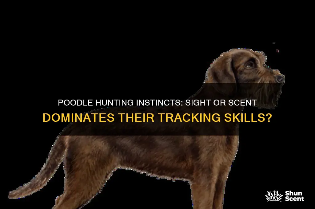 do poodles hunt by sight or scent