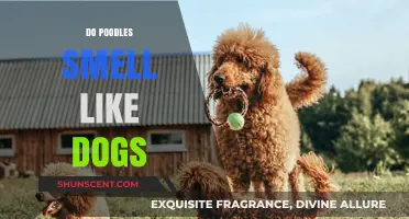 The Unique Scent of Poodles: Do They Really Smell Like Dogs?
