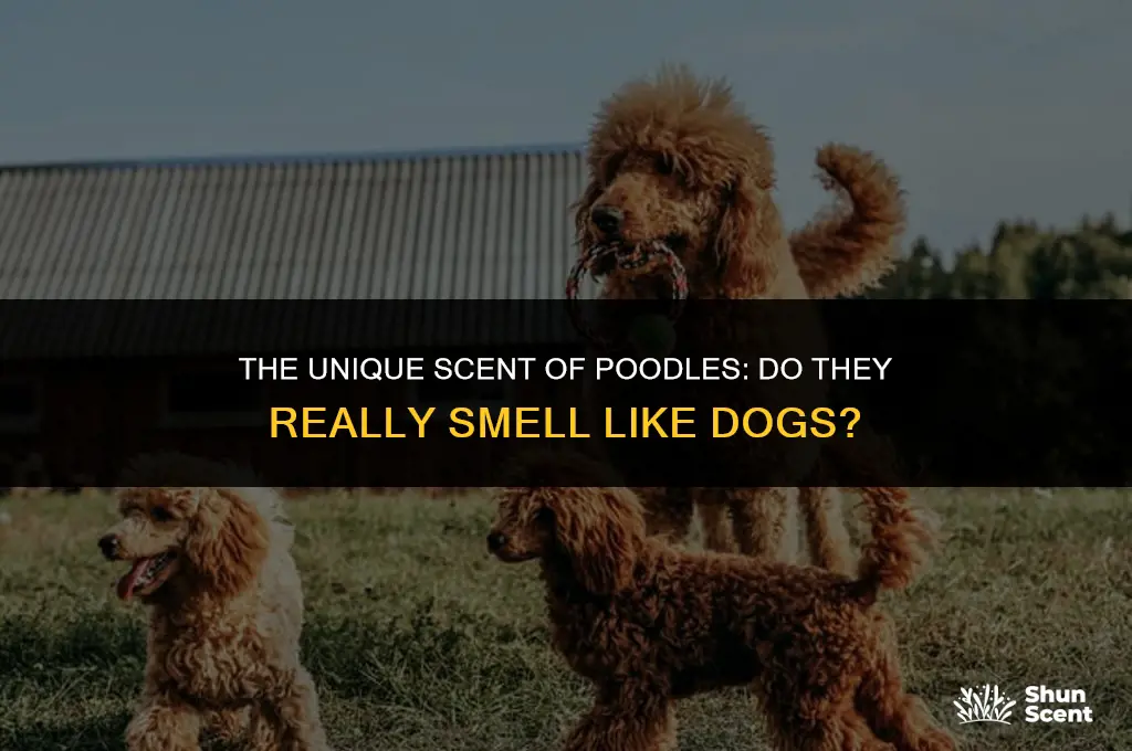 do poodles smell like dogs